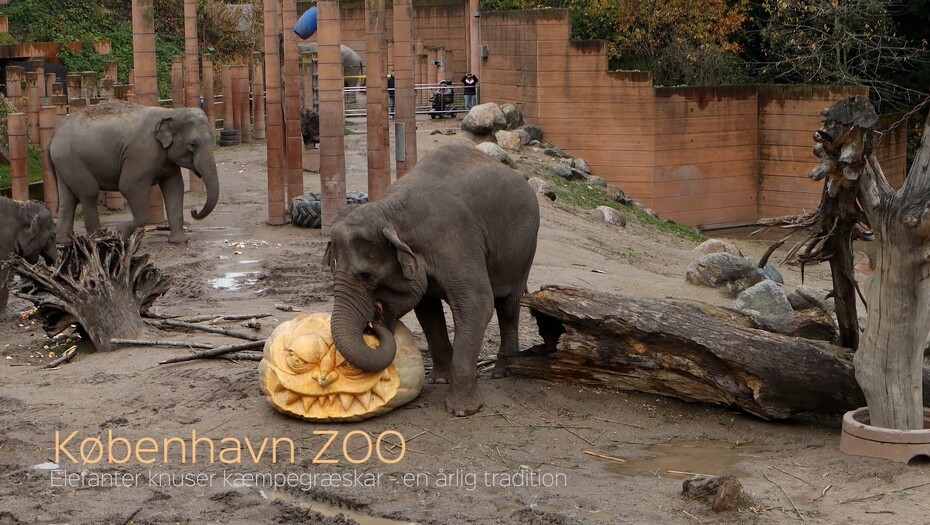 Video: Elefanterne i ZOO kvaser kæmpegræskar