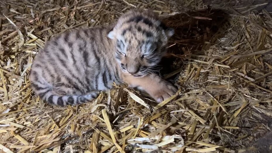 Video: Endelig: Tigerunge født i ZOO