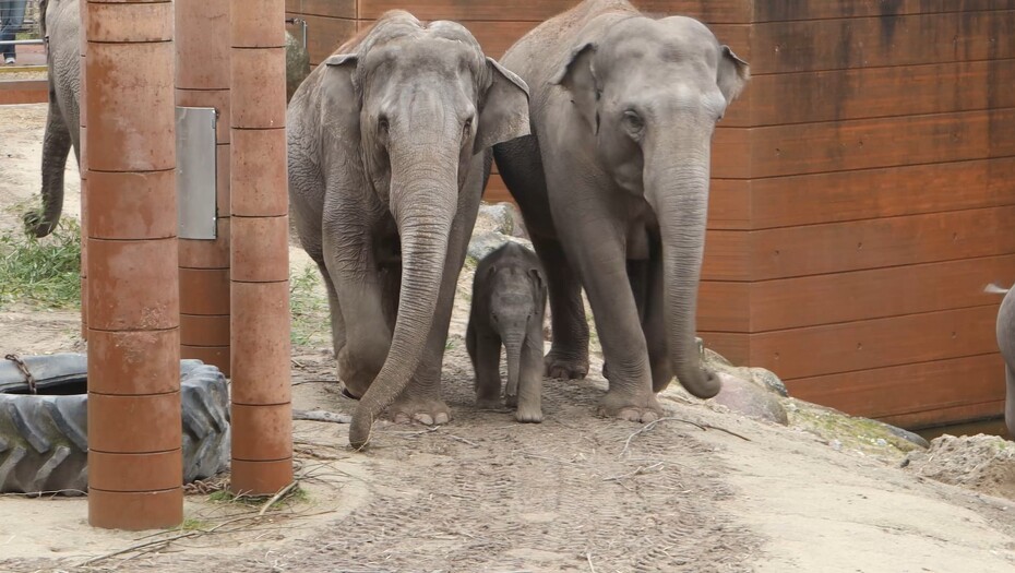 Video: Elefantungen udenfor for første gang